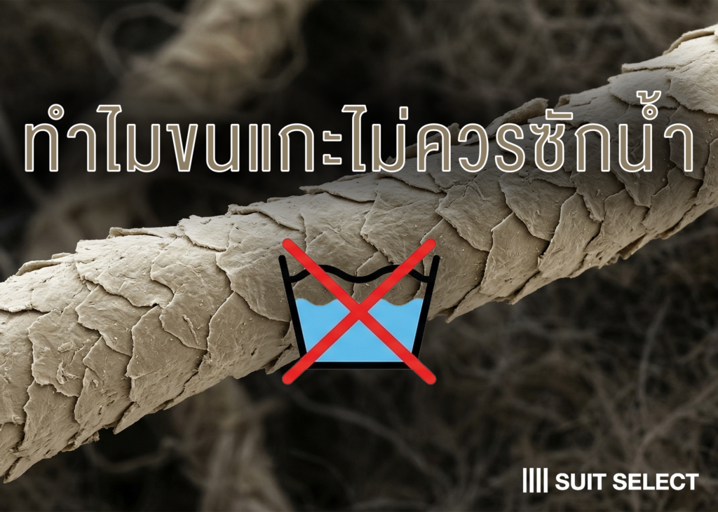 Vol. 39「DRY CLEAN?」 รู้หรือไม่ ทำไมขนแกะไม่ควรซักด้วยน้ำ ?